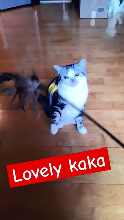 @lovely cute pet kaka💙 #cat #viralvideo 💨#cuteanimal #cutecat #kitten #pets #petlover #cutecat