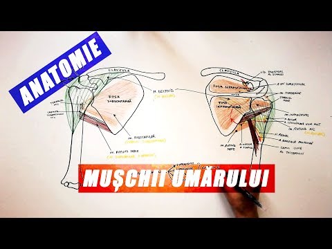 Video: Anatomia, Diagrama și Funcția Mușchilor Umărului - Hărți De Corp