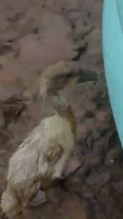 bebek lucu
