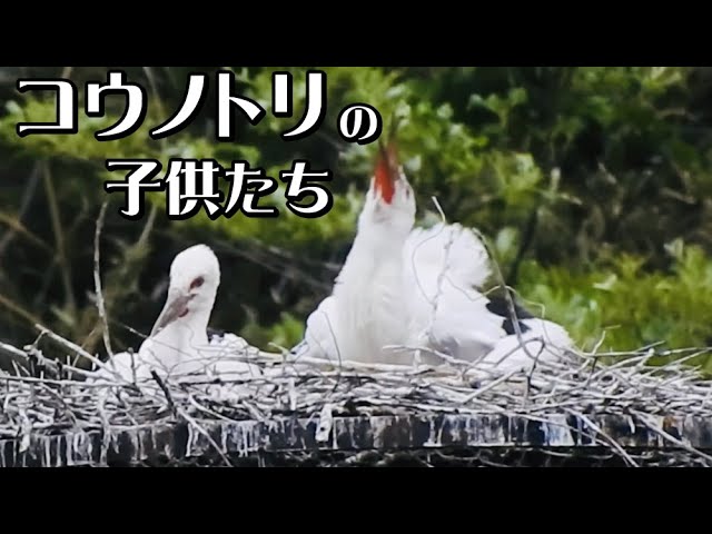 コウノトリと六人の子どもたち コウノトリと六人の子どもたち／M．ディヤング, 遠藤 寿子