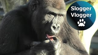 Gorilla Lope Beats His Chest At Shufai And Then Picks His Nose