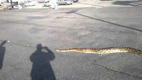 Burmese python on the loose in Everett