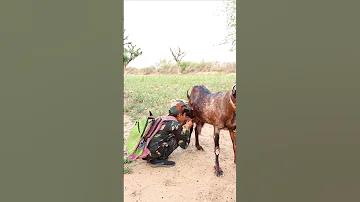 O Desh Mere 🇮🇳♥️ Emotional story #shorts #army #viral #trending #goat