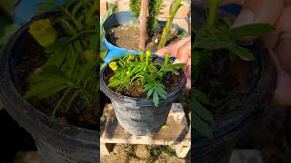 How To Grow Merid From Cutting,So Easy