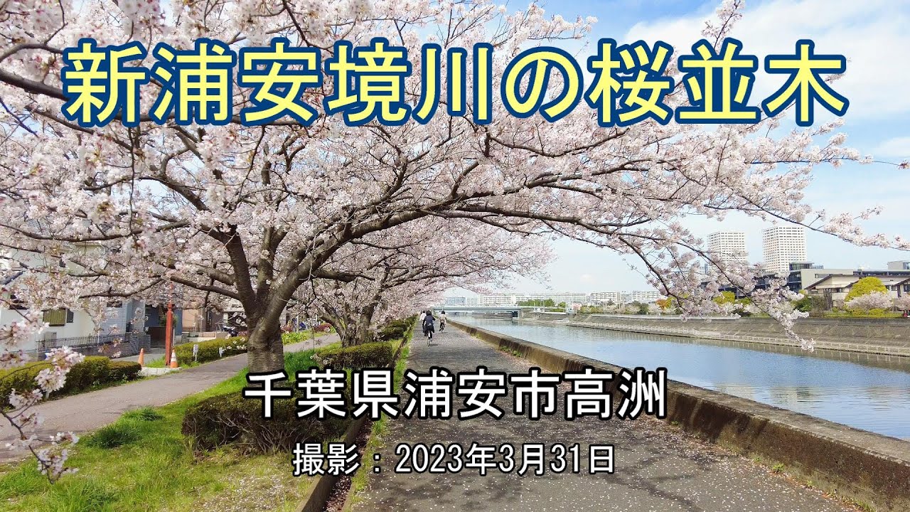 新浦安境川の桜並木 [4K] Row of cherry blossom trees along the