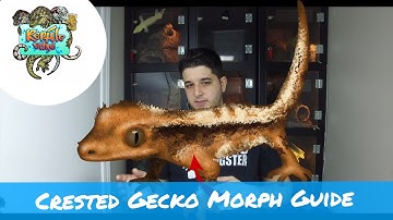 Crested Gecko Morph Guide