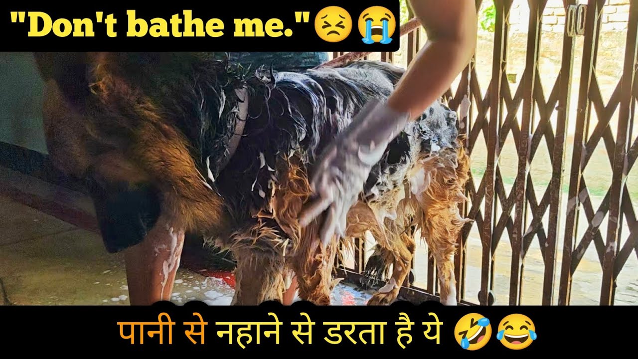 Charlie The German Shepherd Taking Bath 🚿❤️ Angry on Me 😂