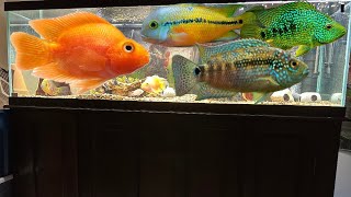 New exotic fish for the 150 gallon fish tank
