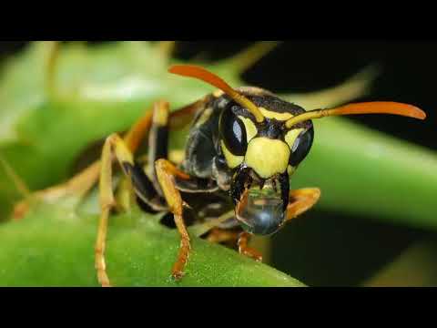 Wasp Species With Giant Stinger Recently Discovered