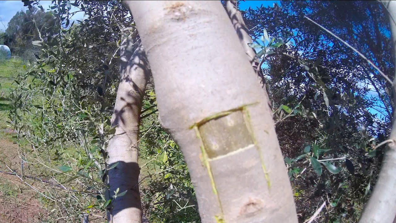 Прививка оливкового дерева!