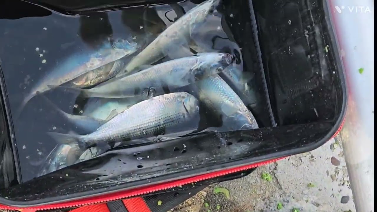 후포리에서  전어낚시를 했어요.