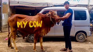 Finally !! I bought my Cow || First time Eid in Karachi | Eid Mubarak