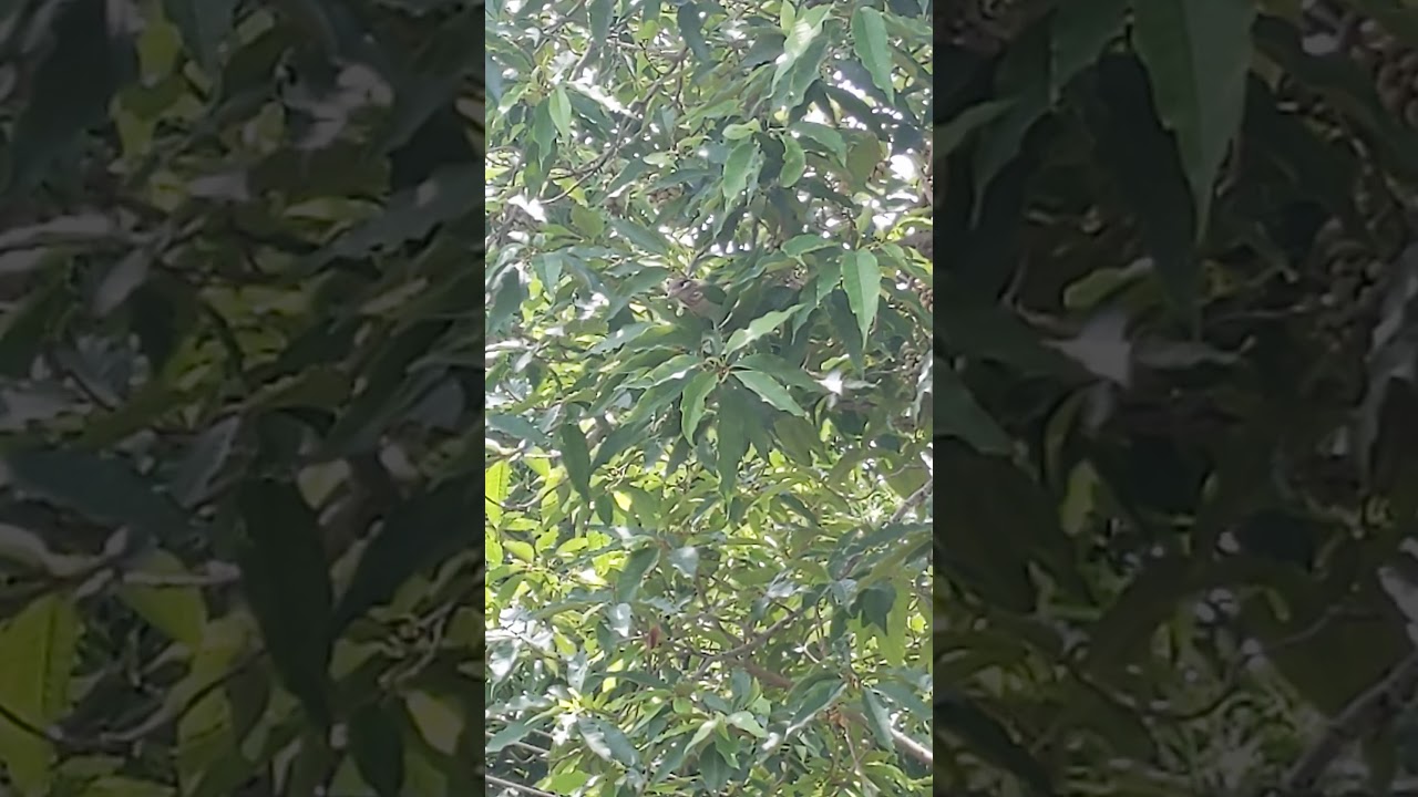 Barbet 