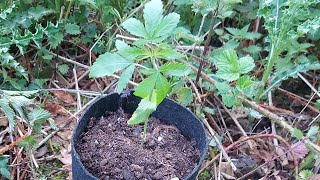 uk outdoor guerilla grow/ x4 RGS & x11 Urban_legends2021