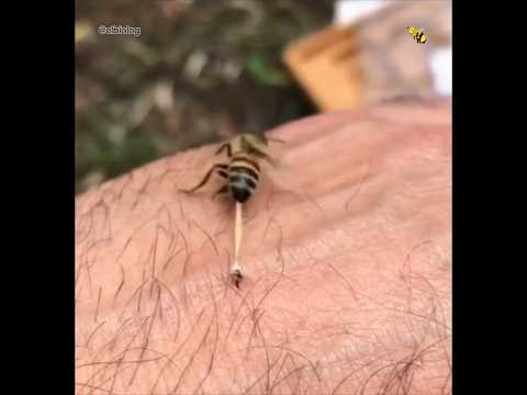 Vídeo: La picada d'abella és perjudicial?