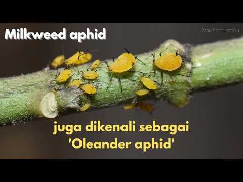 Racun Serangga Milkweed Aphids