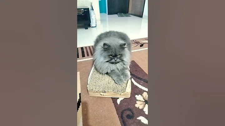 Video 11127301: persian cat playing