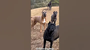 WHAT WOULD YOU DO IF THIS WERE YOU?😅😅#canecorso #corso #mastiff #guarddogs #bigdogs