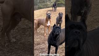 WHAT WOULD YOU DO IF THIS WERE YOU?#canecorso #corso #mastiff #guarddogs #bigdogs