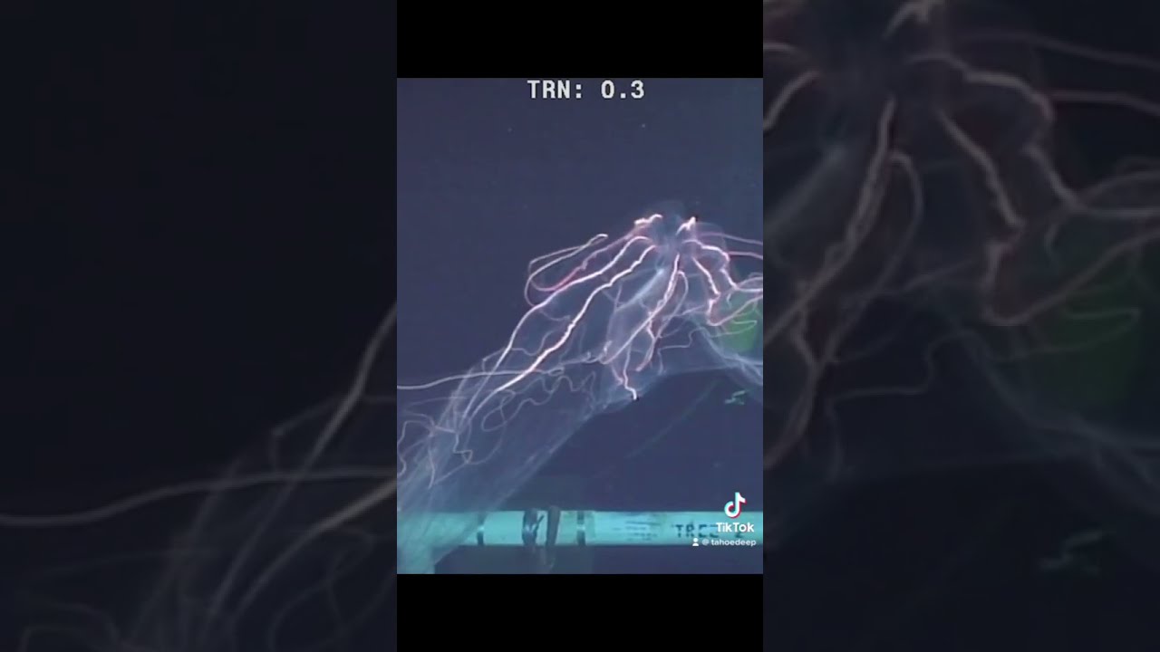 This Was Filmed At 4000 Feet Deep