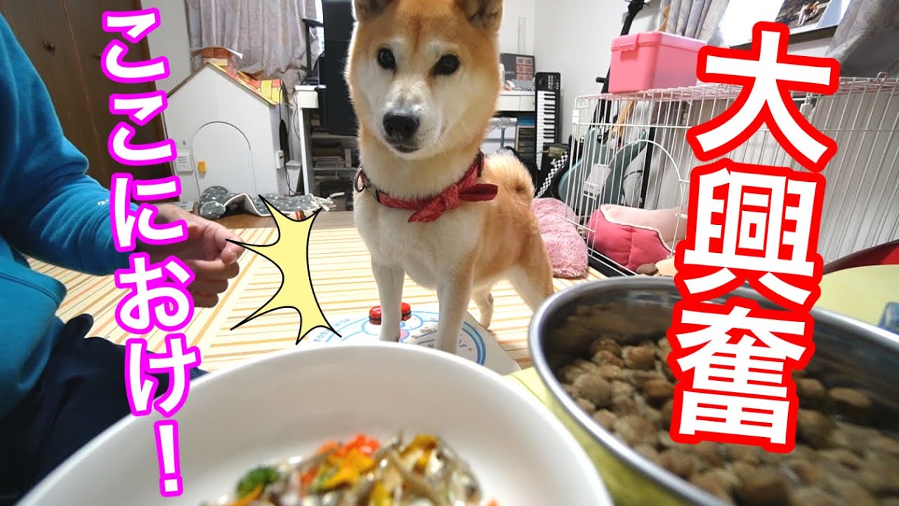 ここにおけ！】初めてのポトフに我を失った柴犬の声を翻訳してみた