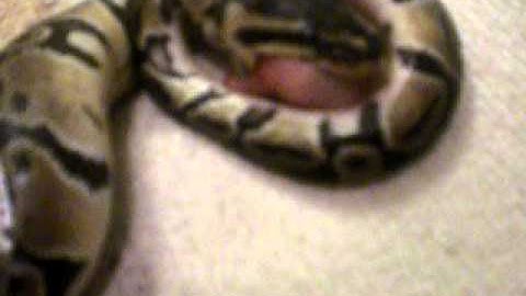 how to force feed your snake