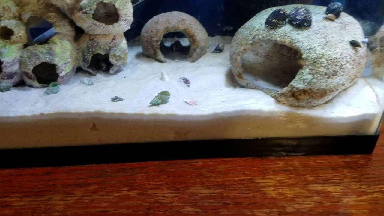 Aquarium Full Spectrum MultiColor LED light 12" YouTube