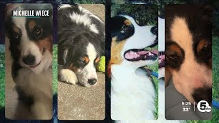 Help make a dog's final wish come true