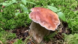 Прогулка по ближайшему лесу. В березняке нашел беляки, красивые белые грибы, подосиновики и лисички