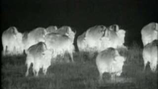 U2 - One - Buffalo Version U2 - One - Buffalo Version