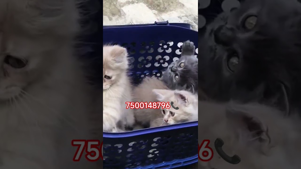 Persian cat available in Muzaffarnagar Roorkee haridwar Rishikesh Dehradun Uttarakhand pet shop