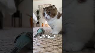 How Do Cats Apologize to Their Owners?