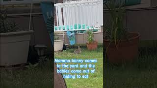 A Litter Of Baby Bunnies In My Backyard Garden