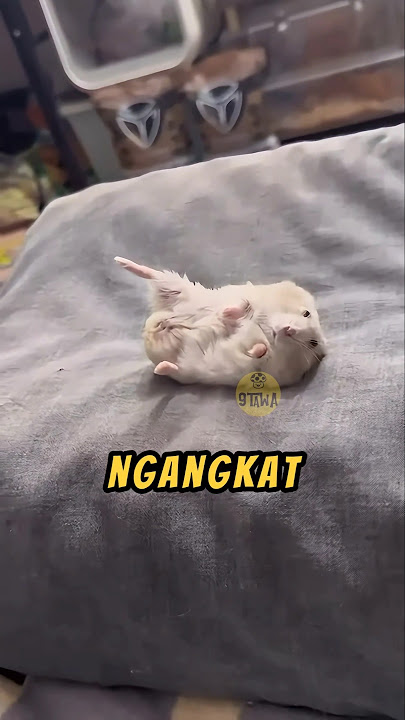 HAMSTER Tukang NYINDIR Majikan❗😂#lucu #ngakak #videoviral