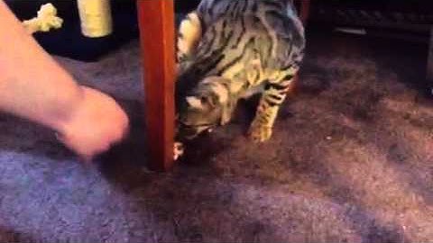 Try Taking A Bengal Cat