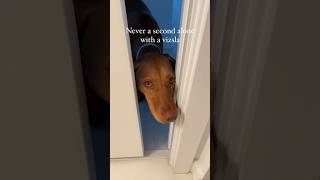 Vizsla can’t handle being alone for a second  #shorts #shortsfeed #puppy #puppyvideos #vizsla