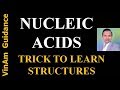 Nucleic acids trick to learn structures of purines and pyrimidines