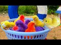 Catching chickenscute chickensrainbow chickenscolorful chickensrainbow chickensanimals cute 124