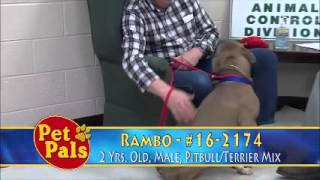 Meet Rambo A Terrier Pit Bull Currently Available For Adoption At Petango 12142015 93445 P
