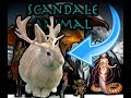 Scandale animal  cratures magiques jackalope