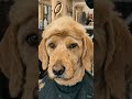 Dog haircuts 💇 #moderntech #technology #ai #budgettech