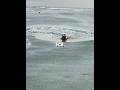 A man saved "Dog" from a frozen lake 🐶❄️#shorts
