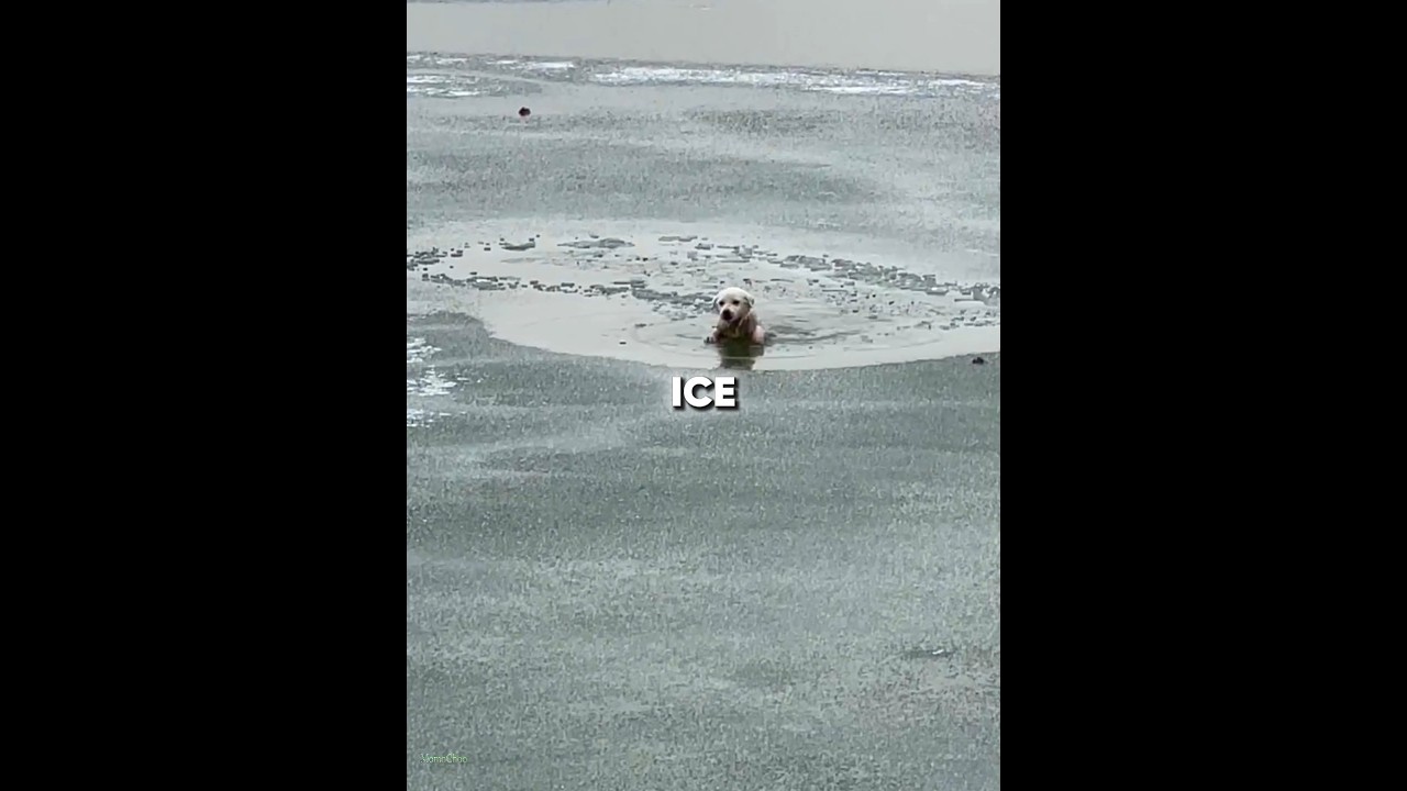 A man saved "Dog" from a frozen lake 🐶❄️
