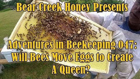 Adventures in Beekeeping 047: Will Bees Move Eggs to Create a Queen?