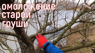 видео: Обрезаем старую заволчкованную грушу! картинка: Обрезаем старую заволчкованную грушу!