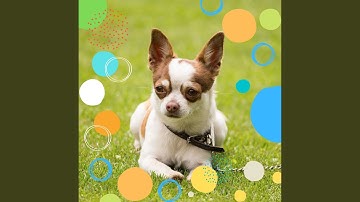 Pulsating Ambiance for Calming Doggies