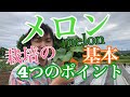 メロン栽培4つのポイント　［melon］