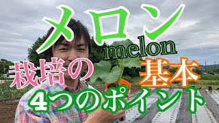 メロン栽培4つのポイント　［melon］