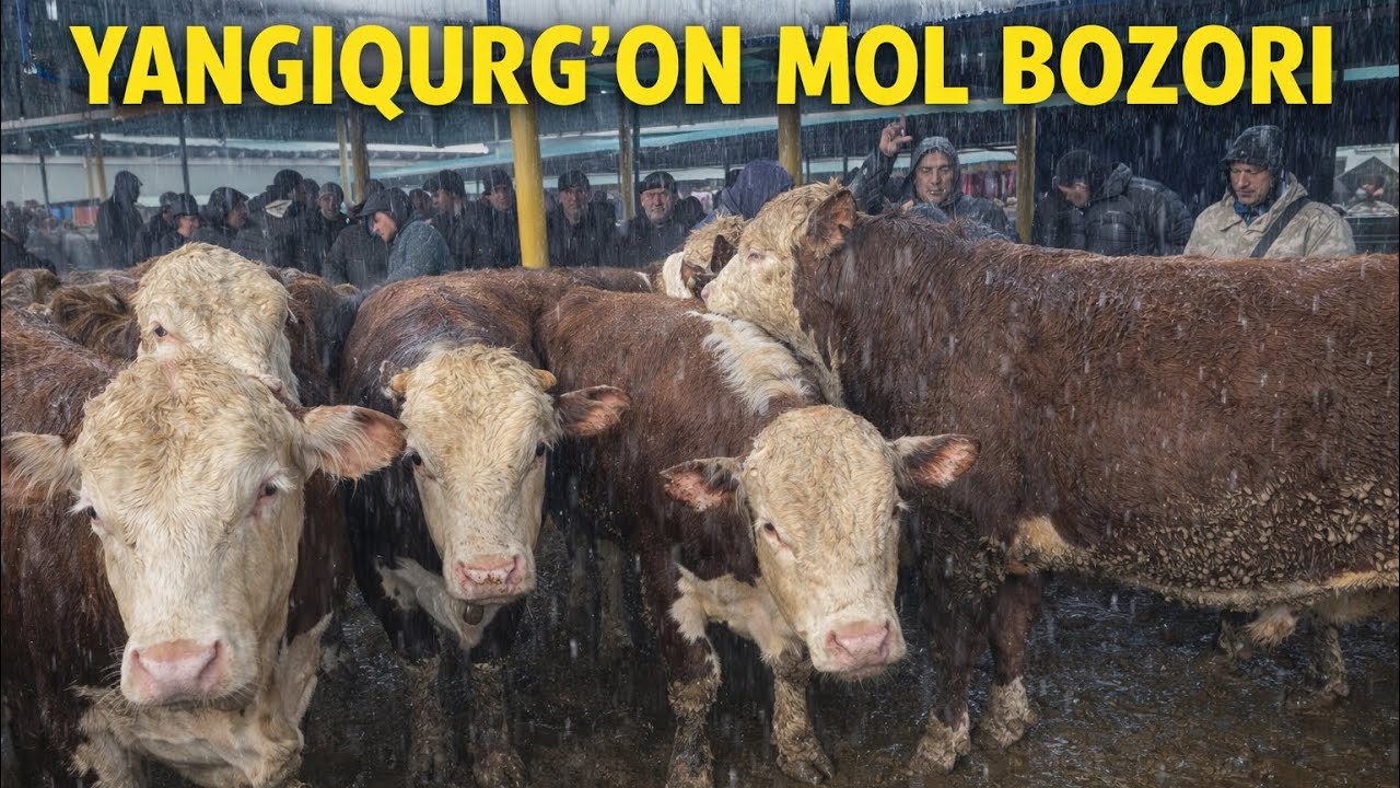 SAMARQAND YANGIQURGON MOL BOZORI BUGUNGI 5-03-2026 yil NARXLARI