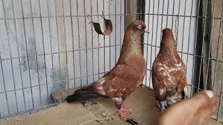 Lal Chala Ambar Sire Kabotur 03152250905